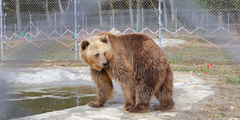 Медвежий приют «Домажир» открыл туристический сезон