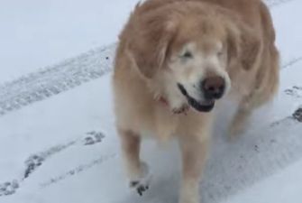 Реакция слепой собаки на снег покорила Сеть