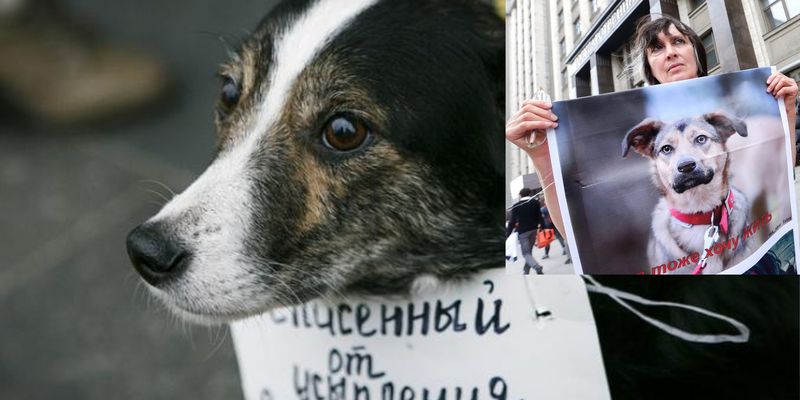 Владимир Зеленский подписал новый закон, хозяевам животных приготовиться 