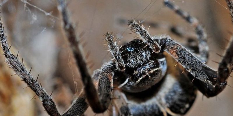 В Австралии ожидают нашествия опасных пауков