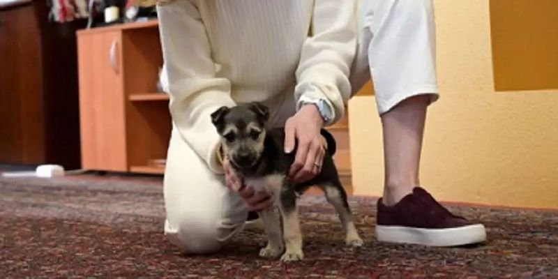 Замминистра Джапарова приютила пса, которого на Донбассе подобрала вдова "Да Винчи"