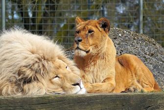 Пять львов из Бердянского зоопарка улетели в Африку: видео