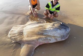 На побережье Австралии нашли огромную солнечную рыбу