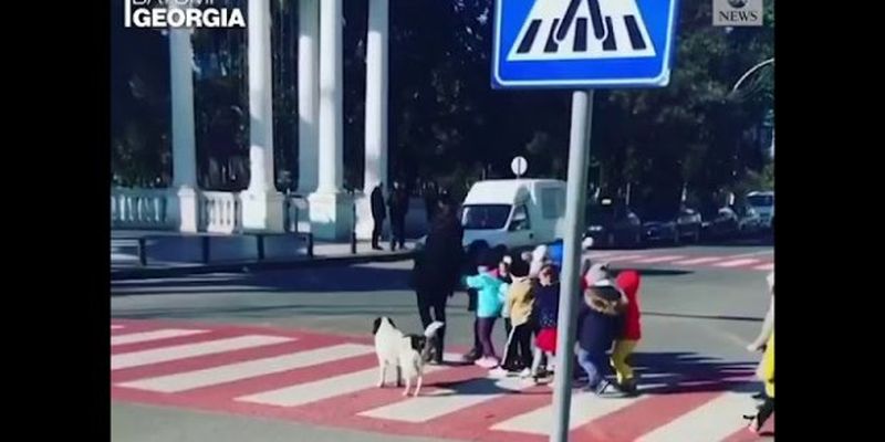 Собака, помогающая детям переходить дорогу, стала звездой Сети