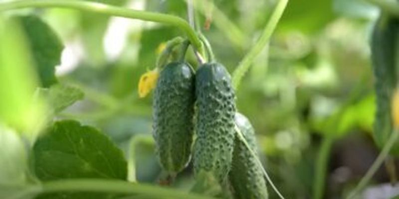 Поширена помилка, яка зіпсує врожай огірків, цибулі та зелені: що не можна робити