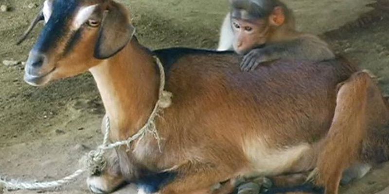 Необычная дружба между козой и обезьяной покорила Сеть