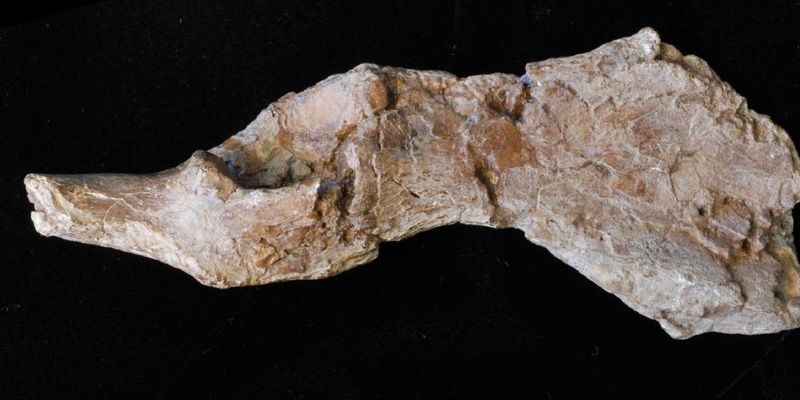 Виявивлено останки найдавнішого предка людини прямоходячої