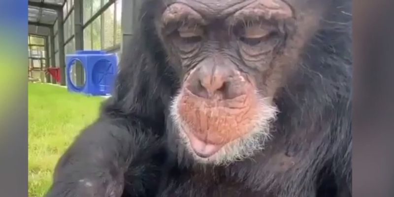 «Красота – страшная сила»: Сеть позабавила обезьяна с маникюрной пилочкой в руках