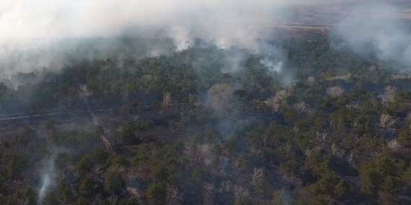 Масштабна пожежа на Одещині: палаюче Вилківське лісництво з висоти пташиного польоту
