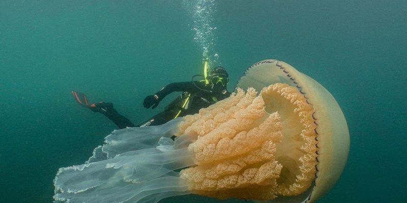 Біля британських берегів сфотографували гігантську медузу розміром з людину