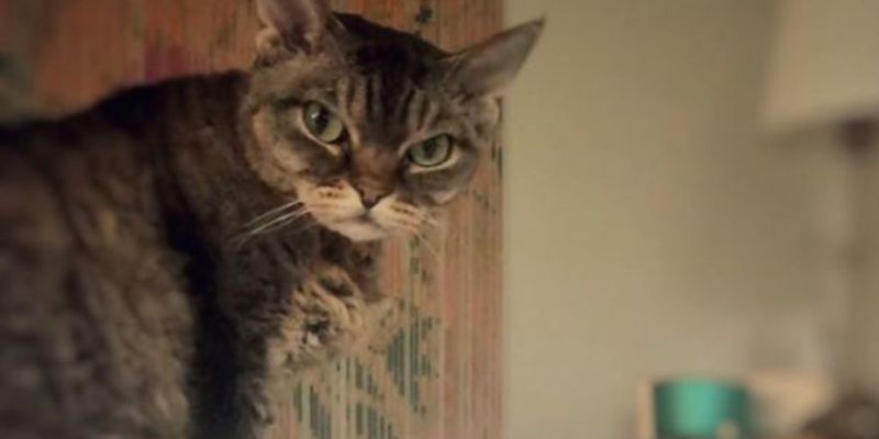 Замена Grumpy cat: Сеть покорила кошка со злой мордочкой
