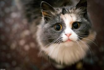 Власник похвалився кішкою, яка говорить, користувачі мережі почали хреститися: це, звичайно, мило, але почути таке посеред ночі страшнувато