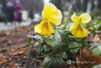Весна ворвется? Синоптик дала аномальный прогноз на воскресенье в Украине