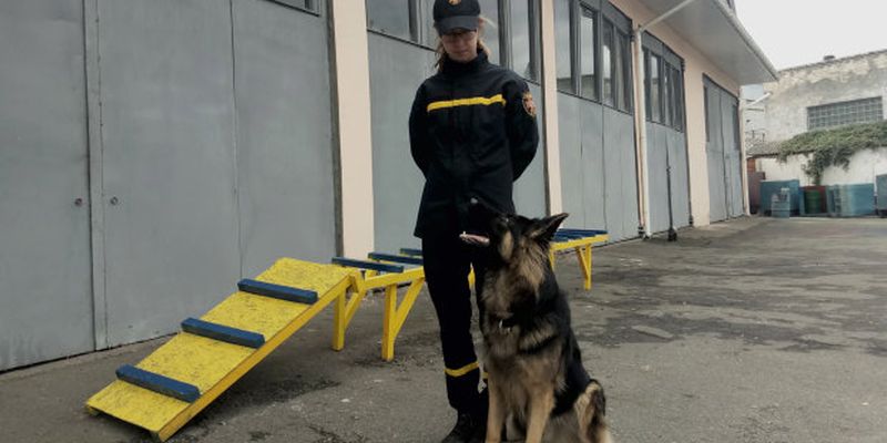 Рятують там, де не під силу людям: українські собаки-герої вразили світ мужністю, погляньте на цих пухнастих красенів