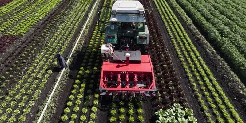 ГМО-окрашивание посевов может помочь в борьбе с сорняками – ученые