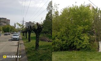 От деревьев остались только стволы: в Киеве варварски обрезали липы, а рядом заросли и мусорник