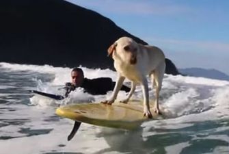 Собака полюбила серфинг и мастерски «ловит волну»