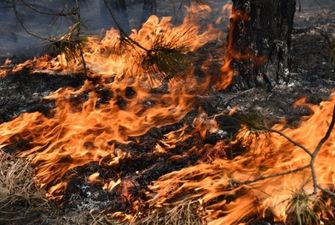 Пожары во Франции: компании отпускают своих работников в помощь для борьбы с огнем