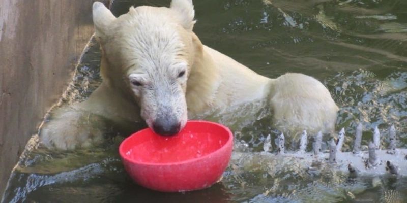 Белая медведица Сметанка в Николаевском зоопарке празднует четырехлетие