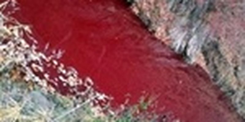 Река в Южной Корее покраснела из-за крови убитых свиней