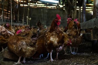 «Агромарс» закрив виробництво курятини під ТМ «Гаврилівські курчата»