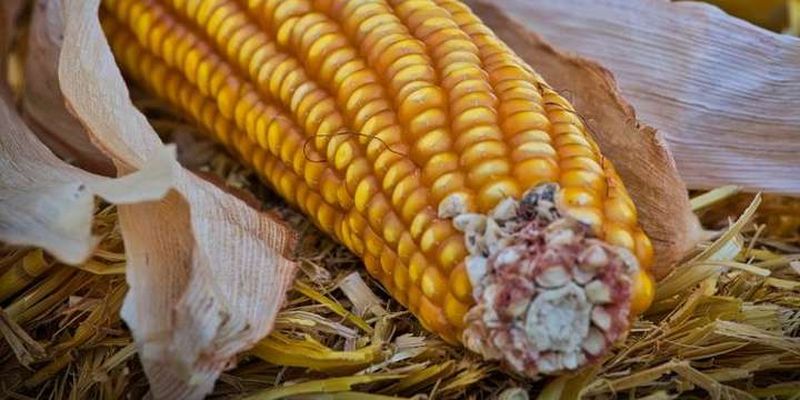 В Україну не пустили понад 40 тонн зараженої кукурудзи з США