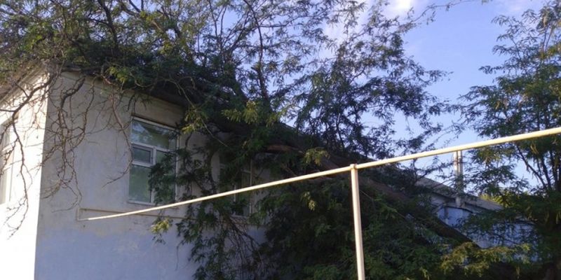 На крышу госучреждения в Новой Одессе рухнули деревья
