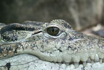 Крокодил Фіделя Кастро вкусив шведа в музеї Стокгольма