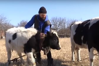 Шли больше 100 километров под обстрелами: мужчина эвакуировал из Ирпеня коровку и бычка