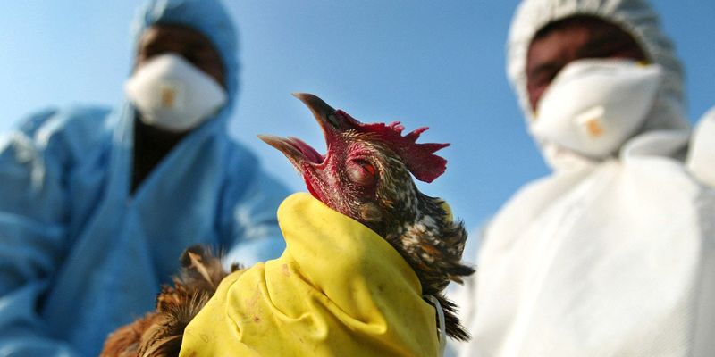«Торговый конфликт» из-за птичьего гриппа: эксперты оценили решение ЕС о запрете ввоза мяса птицы из Украины