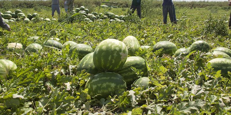В Херсоне фермеры выбрасывают спелые арбузы, покупатели остались ни с чем
