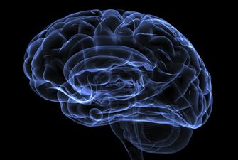 Ученые вырастили мозг вне организма человека: подробности научного прорыва