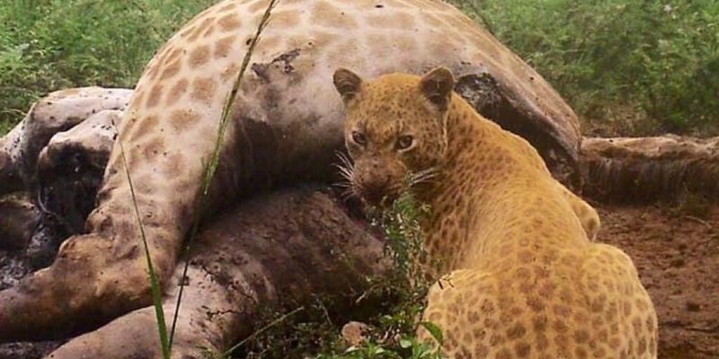 В Африке на камеру сняли редчайшего в мире клубничного леопарда
