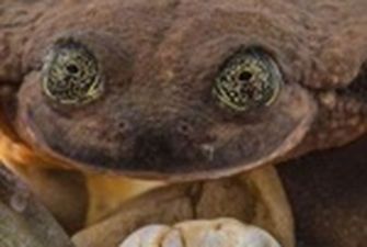 Самой одинокой лягушке на планете нашли пару спустя десять лет