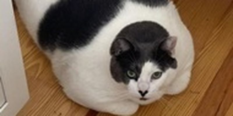 Самый толстый кот в мире сел на диету