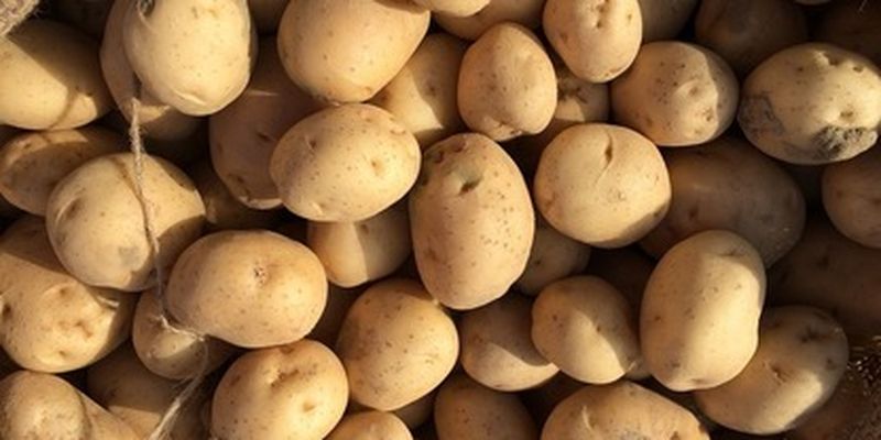 Когда закладывать картофель на проращивание и как это делать: полезные советы огородникам/Важно учитывать температурные условия