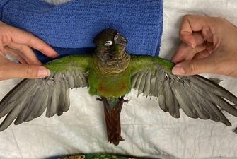 Знову полетів: в Австралії папузі обрізані крила замінили штучними