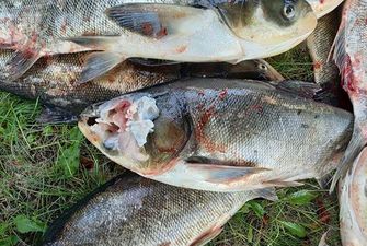 С ранами и без голов: массовую гибель рыбы зафиксировали в Запорожской области