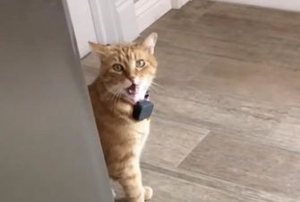 Говорящий кот Гамбино взорвал Интернет