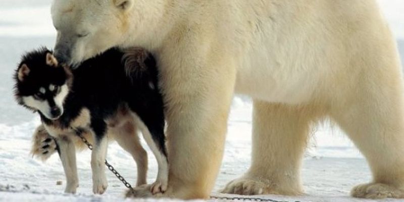 Дружба без границ: белый медведь гладит собаку