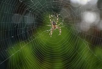 Словно в фильме ужасов: Австралию устелила гигантская паутина