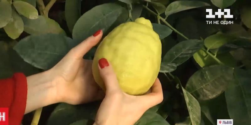 Плодоносять до 7 разів на рік, сягають пів кілограма: як в Україні вирощують лимони та лайми