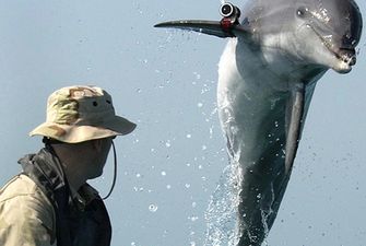 ХАМАС заявил о захвате израильского боевого "дельфина-убийцы": можно ли их обучить
