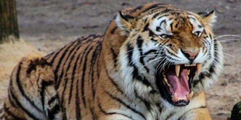 В Индии тигр напал на людей