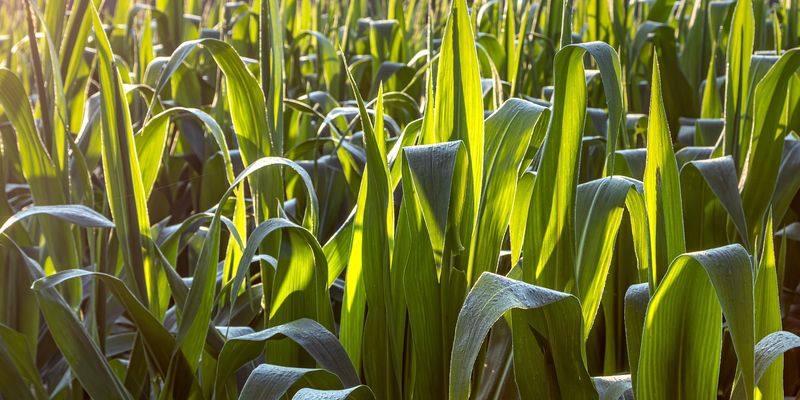 Цьогріч в Україні прогнозується суттєвий спад урожайності кукурудзи, соняшника та сої