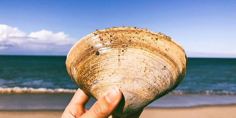 Гигантская ракушка. На пляже Флориды обнаружили аномально большого моллюска возрастом более 200 лет