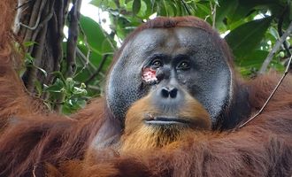 Вылечил рану растениями: ученые впервые запечатлели, как орангутан занялся самолечением