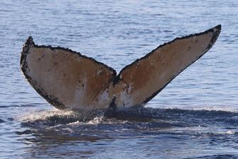 Массовая гибель китов: возле австралийского острова нашли более десятка кашалотов