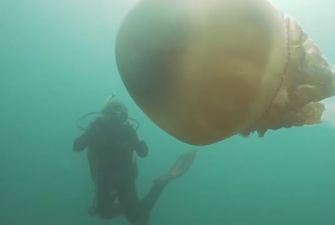 Гігантську медузу розміром з людину виявили у Британії: вражаючі кадри
