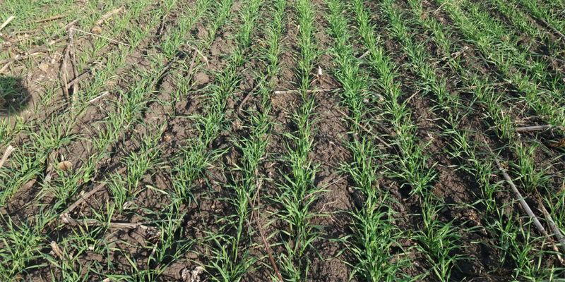 Минсельхоз США понизил прогноз урожая пшеницы и кукурузы в Украине